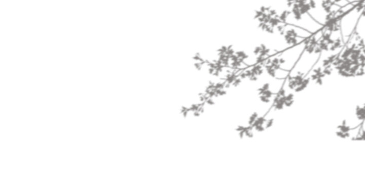 Tree branch from top right corner, shadow overlay on a transparent background
