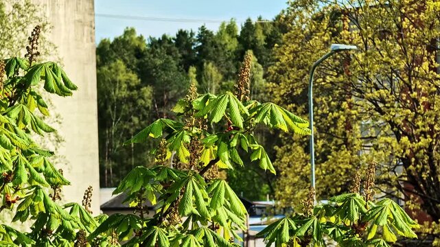 Lush green leaves of a horse chestnut tree fluttering in a gentle breeze on a sunny spring day