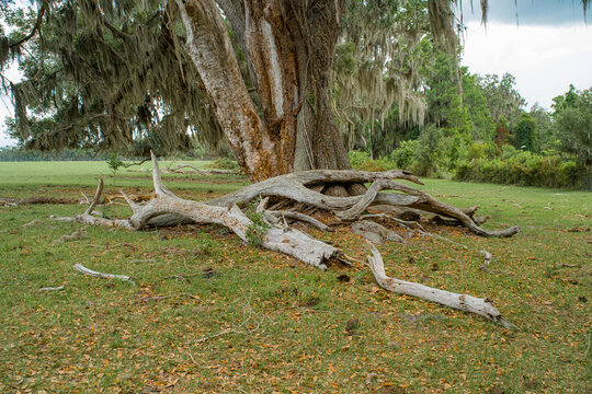 Grey dry dead broken fallen tree branches resting on green grass at the base of a heavy tree trunk covered in rough bark and Spanish moss.