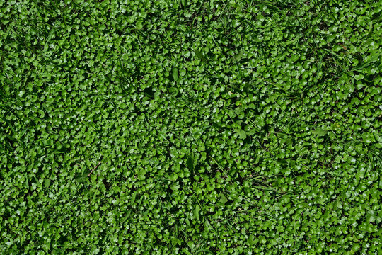 Full frame texture of dense lawnpennywort background, vibrant green ground cover herbal plants from top view, organic nature pattern