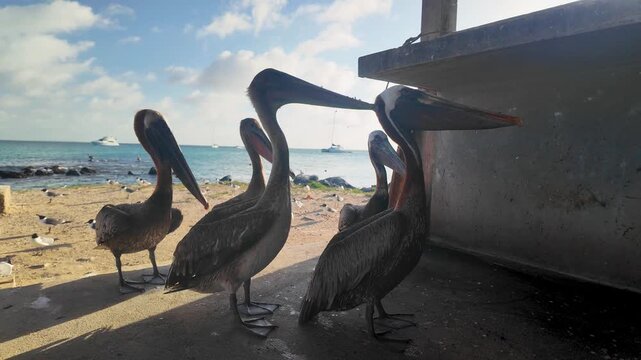 Wild pelicans looking for fish on a sunlit seaside dock, surrounded by fishing boats and turquoise waters in an authentic tropical sunset setting.