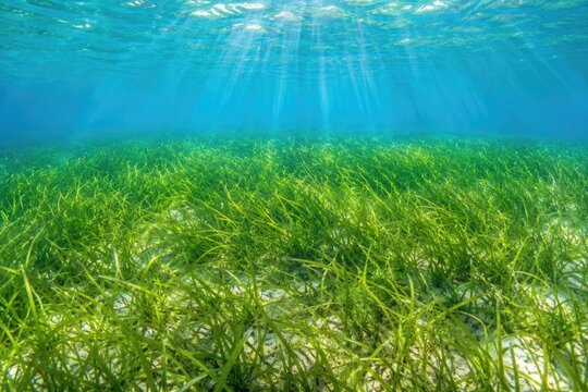 Seagrass meadow underwater with sunlight rays beaming through clear shallow water