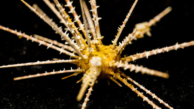 The sea urchin has spiny bones