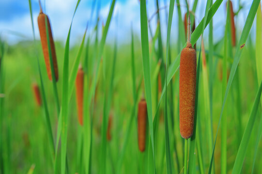 Close-up of brown cattail bulrush with green foliage under blue sky