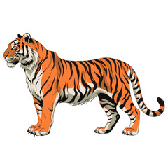 Obraz premium Illustrated Orange Bengal Tiger Standing in Side Profile View on Transparent Background