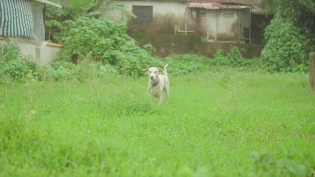 Dog running across a grassy backyard in a quiet residential area surrounded by greenery. Perfect for pet, lifestyle, outdoor living and domestic animal concepts.