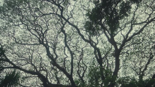 Rotating panoramic view of intertwined tree branches against an overcast sky, creating an abstract natural canopy. Ideal for forest, nature, background, and atmospheric visuals.