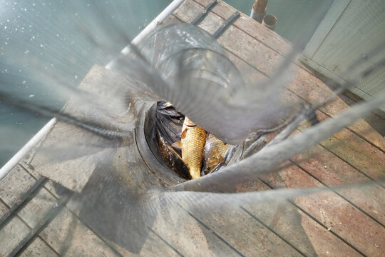 Tranquil freshwater angling scene featuring twin rods pointing toward a calm reflective lake and a mesh keepnet filled with caught crucian carp on a wooden deck capturing outdoor leisure and nature.