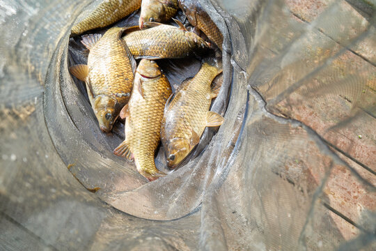 Tranquil freshwater angling scene featuring twin rods pointing toward a calm reflective lake and a mesh keepnet filled with caught crucian carp on a wooden deck capturing outdoor leisure and nature.