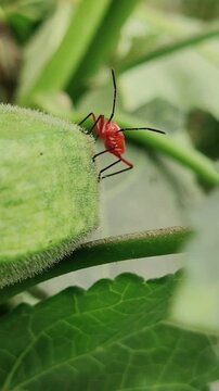 A vibrant red cotton stainer bug nymph (Dysdercus cingulatus or a closely related species) crawling on a plant.
