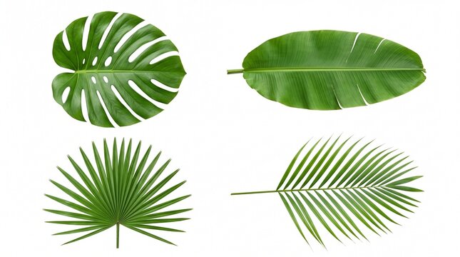 Set of four different green tropical palm leaves