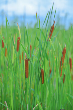 Vertical view of cattail plants with green leaves under blue sky