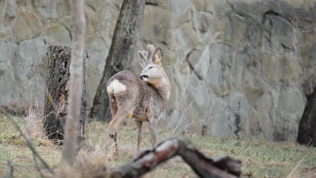 Roe deer stands alert in a woodland area with its fur blending into the textured stony background as it pauses to look around while foraging for food during a quiet and peaceful morning session.