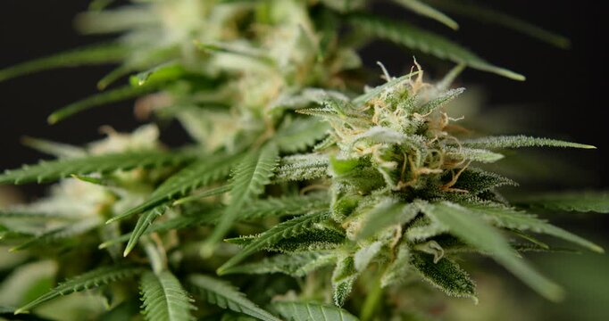 marihuana cbd thc bud flowering harvest trichomes cannabis flower