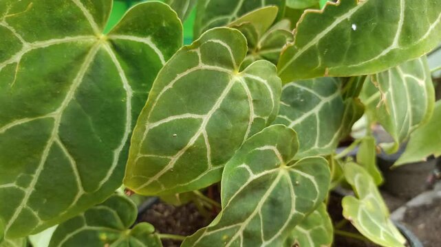 Beautiful ornamental elephant ear plant with large, heart-shaped green leaves growing in a tropical garden, showcasing its striking foliage and natural decorative appeal.