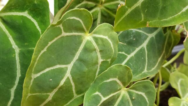 Beautiful ornamental elephant ear plant with large, heart-shaped green leaves growing in a tropical garden, showcasing its striking foliage and natural decorative appeal.