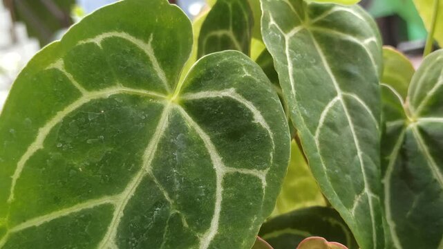 Beautiful ornamental elephant ear plant with large, heart-shaped green leaves growing in a tropical garden, showcasing its striking foliage and natural decorative appeal.