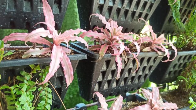 A beautiful Starlite Bromeliad displaying vibrant foliage and a distinctive rosette form, growing as an ornamental tropical plant in a garden environment
