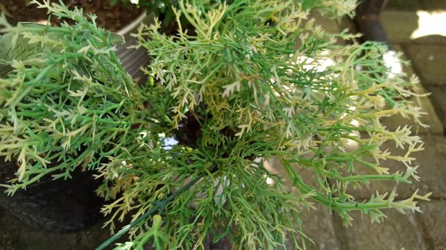 A healthy Cemara Rentes tree (Casuarina equisetifolia) with slender, needle-like foliage growing naturally in a tropical outdoor environment, showcasing its distinctive form and lush green appearance.