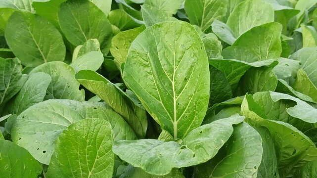 Fresh green choy sum growing in an agricultural field, showcasing healthy leafy vegetables cultivated by farmers in a lush rural environment.