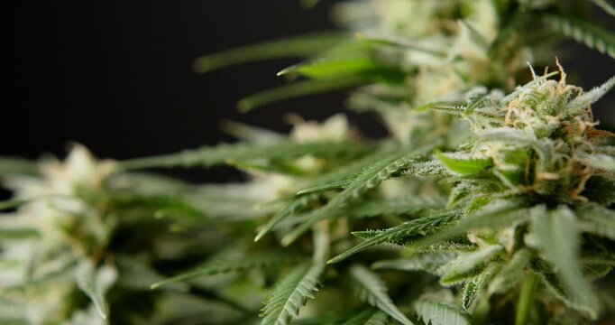 marihuana cbd thc bud flowering harvest trichomes cannabis flower