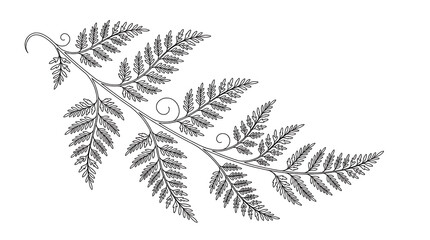 Elegant hand drawn fern leaf illustration isolated on a white background. © putra