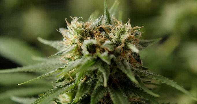marihuana cbd thc bud flowering harvest trichomes cannabis flower