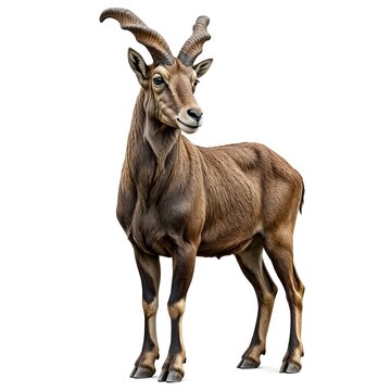 Markhor Wild Mountain Goat Standing Isolated on White Background Spiral Horned Endangered Wildlife Concept