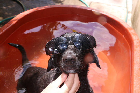Perro negro con gafas