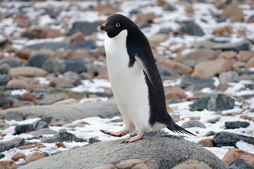 adelie penguin @ antarctica © lily