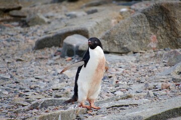 adelie penguin @ antarctica © lily