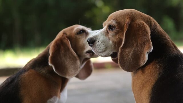 Close-up shot of two Beagle dogs interacting warmly, sniffing and nuzzling each other affectionately in a natural outdoor park setting.
