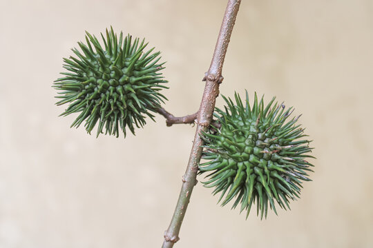 Two Green Spiky Liquidambar Seed Pods On Branch Close Up