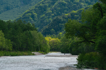 Obraz premium River forest mountain tree valley green landscape nature stream woodland
