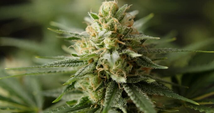 marihuana cbd thc bud flowering harvest trichomes cannabis flower