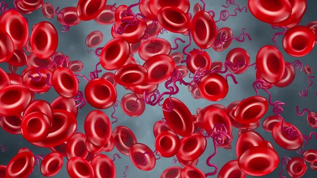 Animated Red Blood Cells and Spiral Bacteria Drifting Right