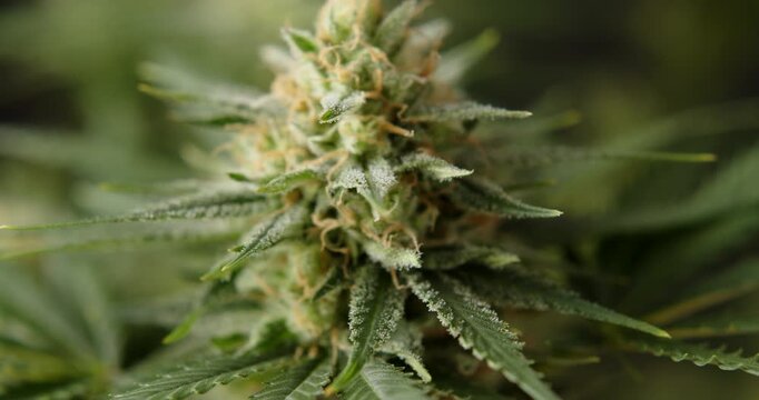 marihuana cbd thc bud flowering harvest trichomes cannabis flower