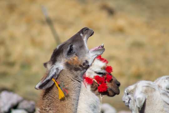 llamas de los andes peruanos auquenidos 