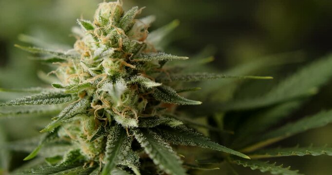 marihuana cbd thc bud flowering harvest trichomes cannabis flower