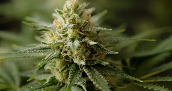 marihuana cbd thc bud flowering harvest trichomes cannabis flower