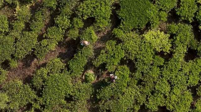 Aerial view of Bedakah Tea Plantation with workers wearing conical hats harvesting tea leaves into baskets among lush green rows of tea bushes