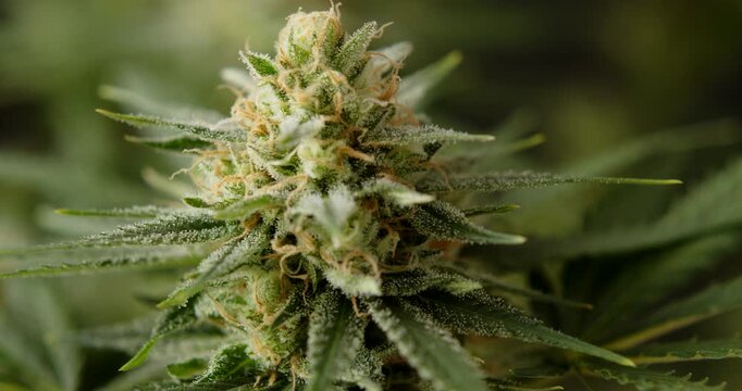 marihuana cbd thc bud flowering harvest trichomes cannabis flower