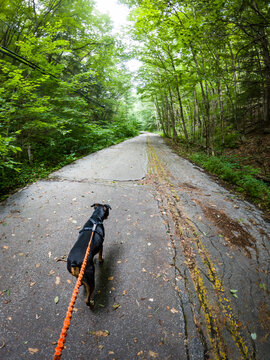 Boxer mix dog running on a forest road wearing harness and hands free bungee leash