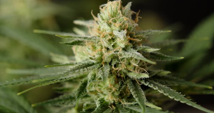 marihuana cbd thc bud flowering harvest trichomes cannabis flower