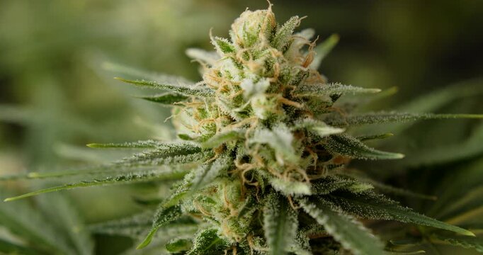 marihuana cbd thc bud flowering harvest trichomes cannabis flower