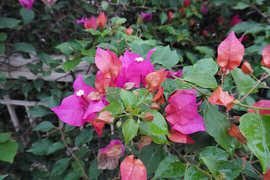 Vibrant pink roses blooming amidst lush green foliage