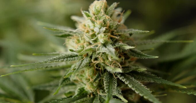 marihuana cbd thc bud flowering harvest trichomes cannabis flower