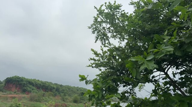 Green Forest Landscape with Laterite Hills in Chandaka, Bhubaneswar, India

