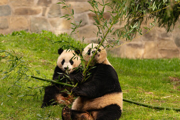 Two panda bears sitting in the grass eating bamboo © Tiffany N. Hardy