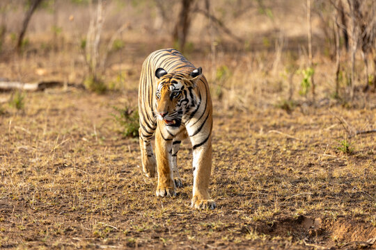 Bengal tiger walking straight toward the camera. Panna National Park Madhya Pradesh India.